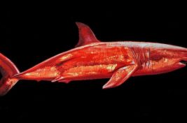 CryptoShark-e1512039259939