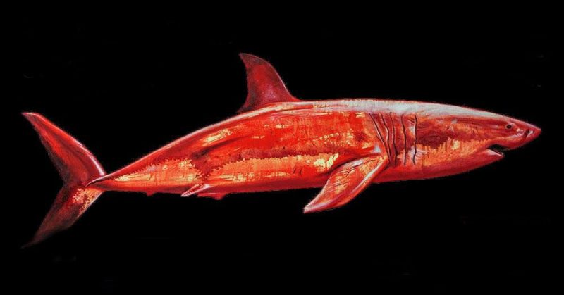 CryptoShark-e1512039259939