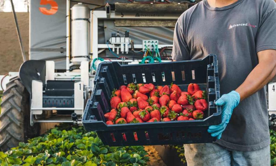 advanced-farm-strawberry-960x579-1