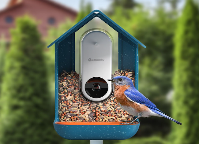 bird-buddy-smart-feeder