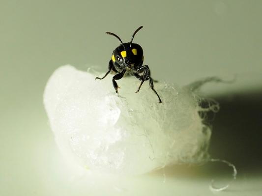 humble-bee-bio-a-bioplastic-company-based-in-new-zealand-is-using-bees-to-create-bioplastics-techcru